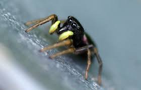 Attēlu rezultāti vaicājumam “Heliophanus sp.”