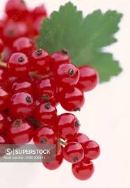 Attēlu rezultāti vaicājumam “Ribes rubrum fruit”