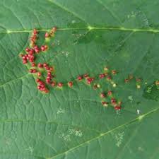 Attēlu rezultāti vaicājumam “Vasates quadripedes”