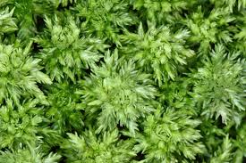 Attēlu rezultāti vaicājumam “Sphagnum compactum”