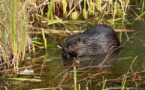 Attēlu rezultāti vaicājumam “Rodentia”