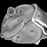 Attēlu rezultāti vaicājumam “Strongylosoma pallipes”