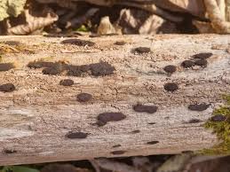 Attēlu rezultāti vaicājumam “Hypoxylon vogesiacum”