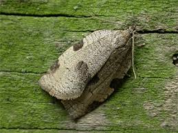 Attēlu rezultāti vaicājumam “Lozotaenia forsterana”