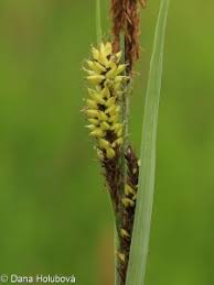 Attēlu rezultāti vaicājumam “Carex riparia”