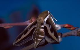 Attēlu rezultāti vaicājumam “Hyles gallii”