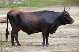 Attēlu rezultāti vaicājumam “Bos primigenius taurus”