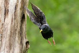 Attēlu rezultāti vaicājumam “Sturnus vulgaris”