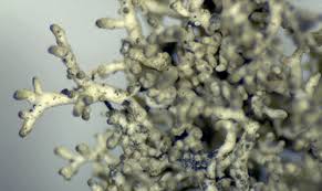 Attēlu rezultāti vaicājumam “Hypotrachyna sp.”