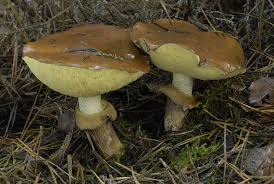 Attēlu rezultāti vaicājumam “Suillus luteus”