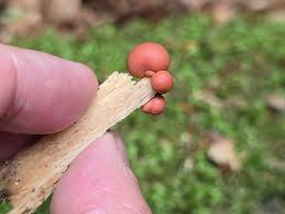 Attēlu rezultāti vaicājumam “Lycogala botrydium sessile”