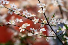 Attēlu rezultāti vaicājumam “Prunus domestica subsp. insitita fruit”