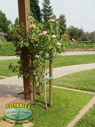 Attēlu rezultāti vaicājumam “Herniaria glabra flower”