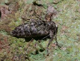 Attēlu rezultāti vaicājumam “Agriopis leucophaearia”