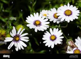 Image result for Dimorphotheca pluvialis