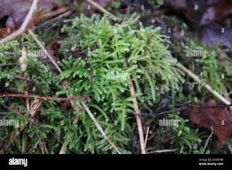 Attēlu rezultāti vaicājumam “Eurhynchium angustirete sporophyte”