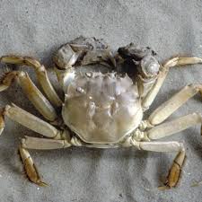 Image result for Eriocheir sinensis