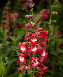 Image result for Penstemon