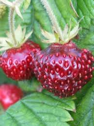 Attēlu rezultāti vaicājumam “Fragaria moschata”