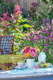 Image result for Tanacetum parthenium 'Tetraweiss'