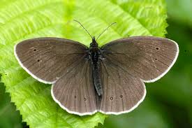 Attēlu rezultāti vaicājumam “Aphantopus hyperantus underside”