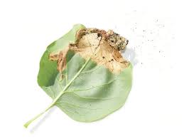 Attēlu rezultāti vaicājumam “Gracillaria syringella larva”