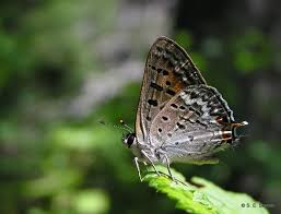 Attēlu rezultāti vaicājumam “Lycogala sphaeroconicum”