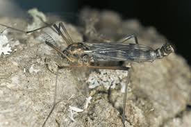 Attēlu rezultāti vaicājumam “Dictenidia bimaculata”