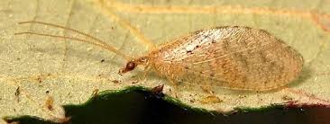 Attēlu rezultāti vaicājumam “Hemerobius perelegans”