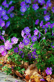 Image result for Geranium `Purple Haze`