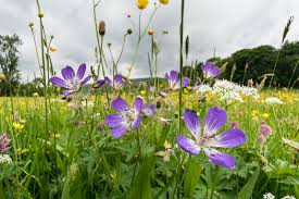 Attēlu rezultāti vaicājumam “Geranium sylvaticum”