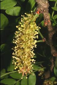Attēlu rezultāti vaicājumam “Gleditsia triacanthos bud”