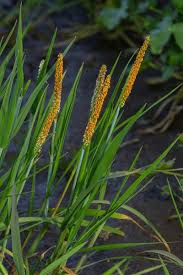 Attēlu rezultāti vaicājumam “Alopecurus aequalis leaf”