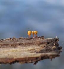 Attēlu rezultāti vaicājumam “Hemitrichia decipiens var. hemitrichoides spores”