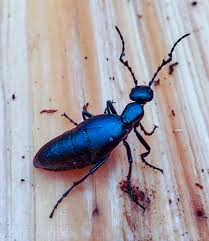 Attēlu rezultāti vaicājumam “Meloe sp.”