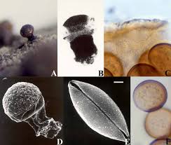 Attēlu rezultāti vaicājumam “Licea pusilla sessile”