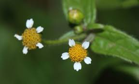 Attēlu rezultāti vaicājumam “Galinsoga quadriradiata flower”