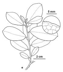 Attēlu rezultāti vaicājumam “Salix cinerea leaf”