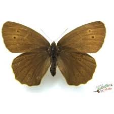 Attēlu rezultāti vaicājumam “Aphantopus hyperantus underside”