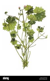 Attēlu rezultāti vaicājumam “Geranium molle”