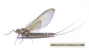 Attēlu rezultāti vaicājumam “Siphlonurus male”