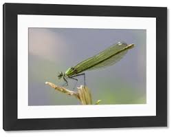 Attēlu rezultāti vaicājumam “Calopteryx splendens”