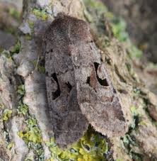 Attēlu rezultāti vaicājumam “Orthosia gothica”