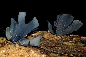 Attēlu rezultāti vaicājumam “Physarum pezizoideum stalked”