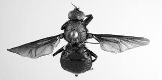 Attēlu rezultāti vaicājumam “Clitellaria ephippium”