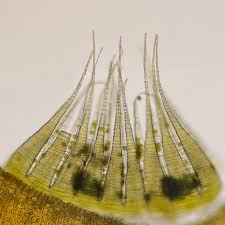 Attēlu rezultāti vaicājumam “Callicladium haldanianum”