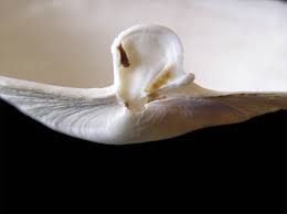 Attēlu rezultāti vaicājumam “Mya arenaria”