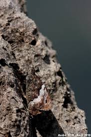 Attēlu rezultāti vaicājumam “Hipparchia alcyone underside”