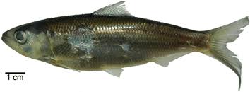 Image result for Alosa alabamae