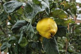 Attēlu rezultāti vaicājumam “Cydonia oblonga fruit”